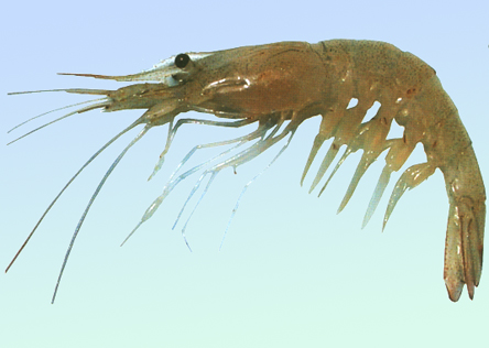 Image of Palaemon carinicauda